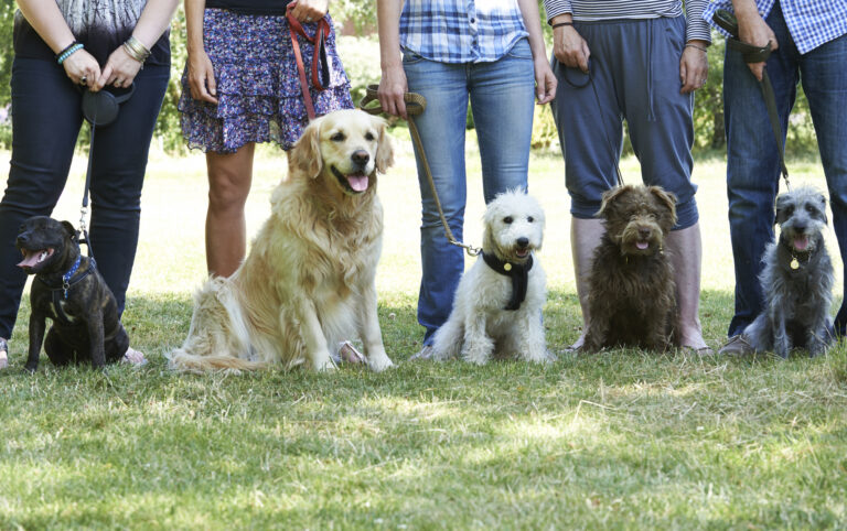 Hundar av olika raser hålls i koppel av fem människor