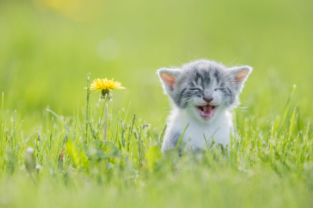 Kattunge jamar i gräset