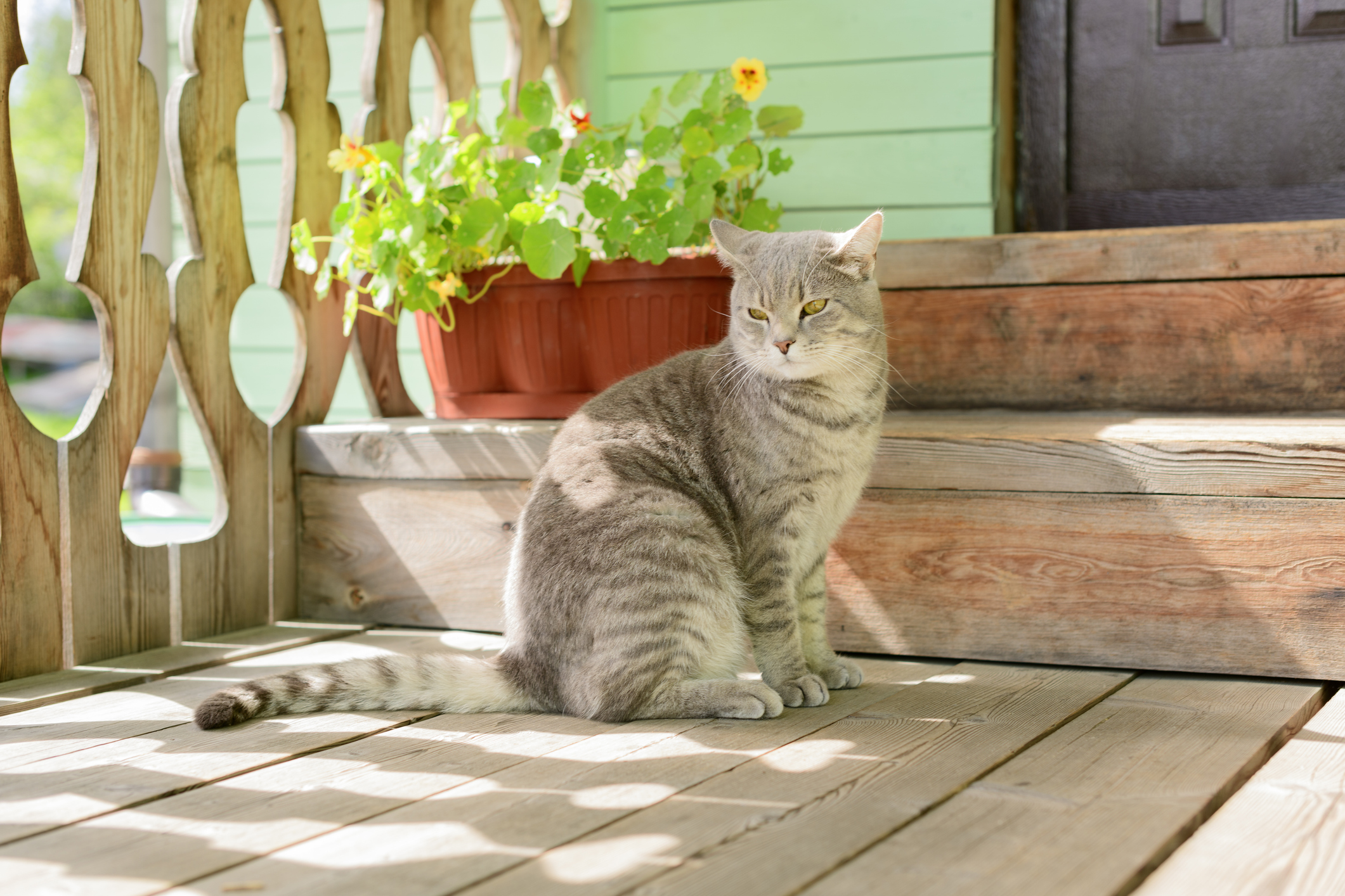 Grårandig katt på veranda till sommarhus