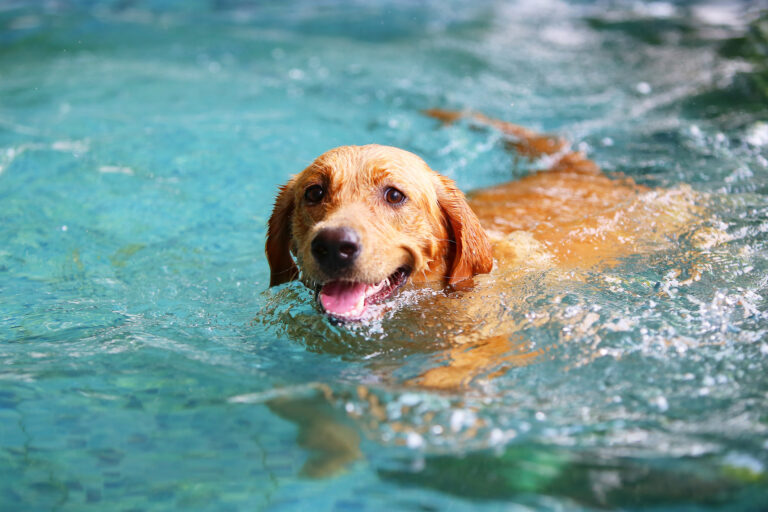Labradorhund som simmar