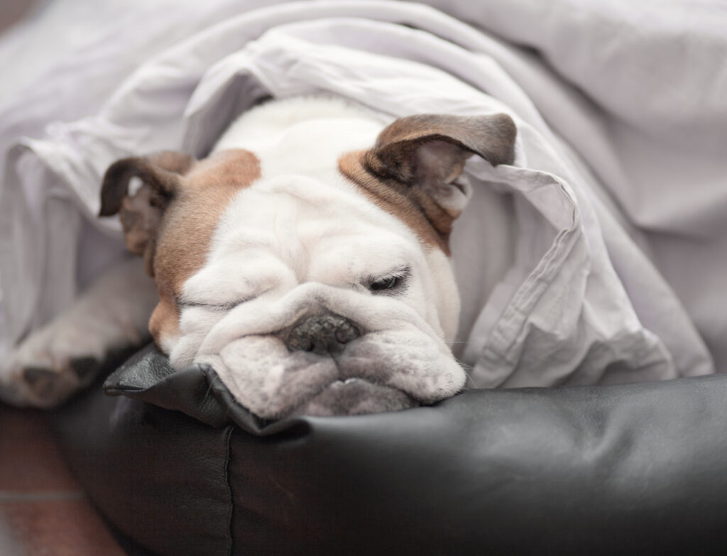 Hund sover under täcke