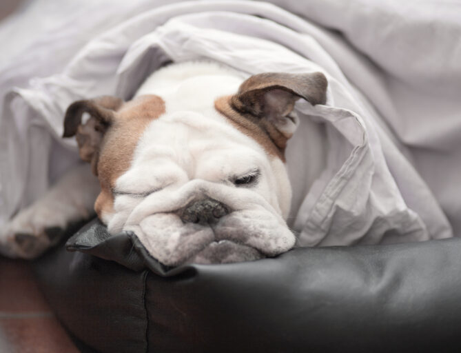 Hund sover under täcke