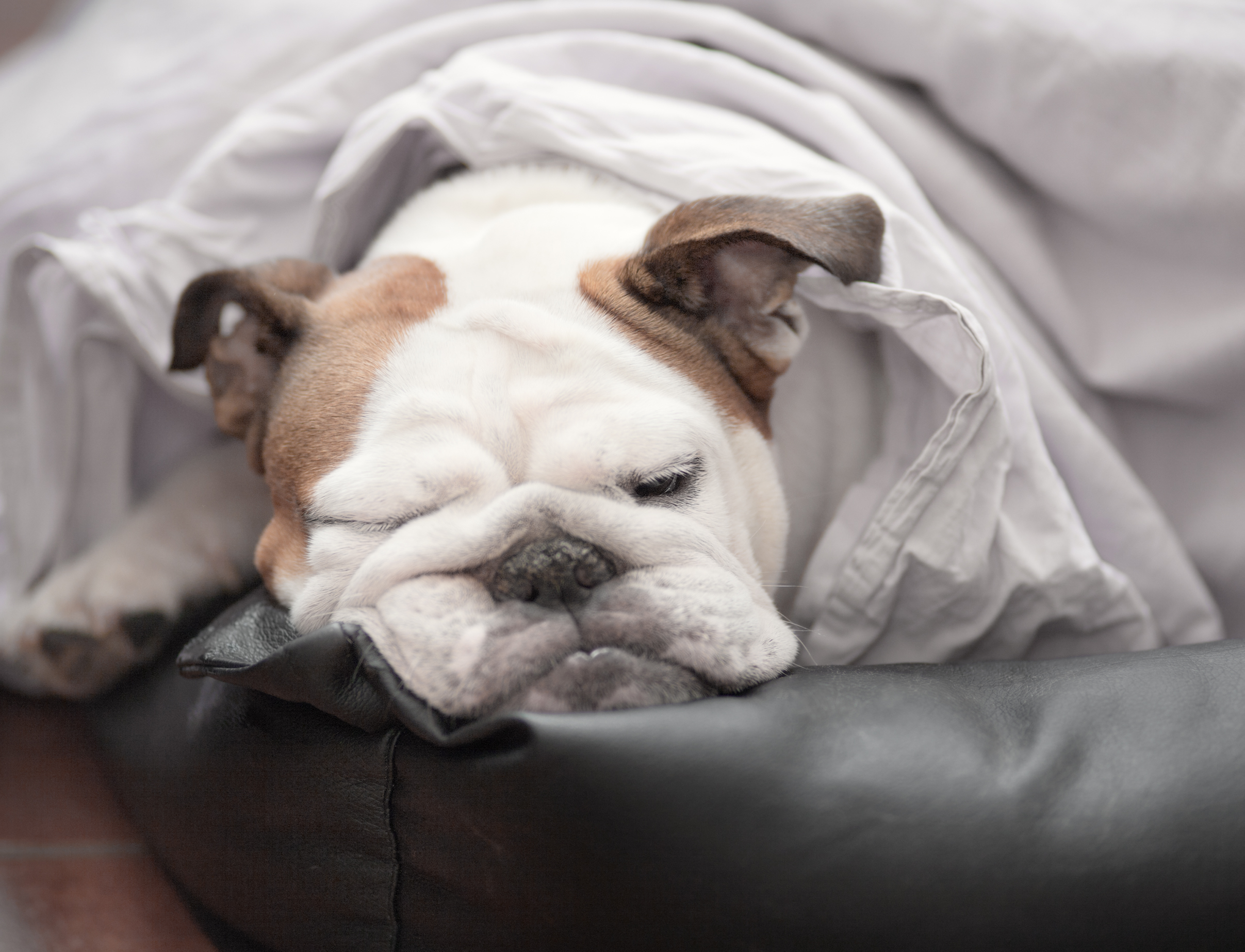 Hund sover under täcke