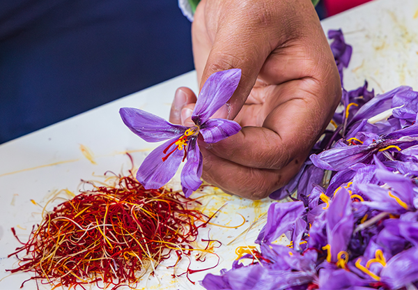 Närbild på hand som håller i saffransblommor och mald saffran