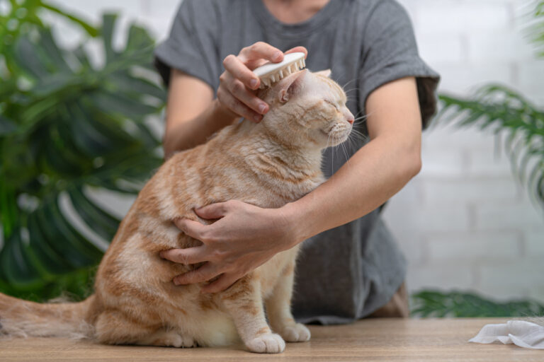 Närbild på kvinna som borstar en ljus korthårig katt