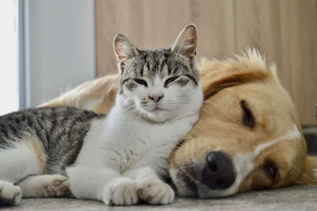 hund och katt
