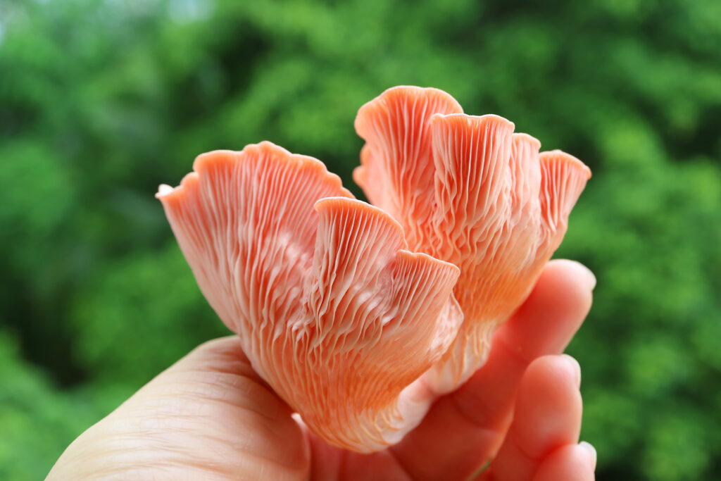 rosa ostronskivling
