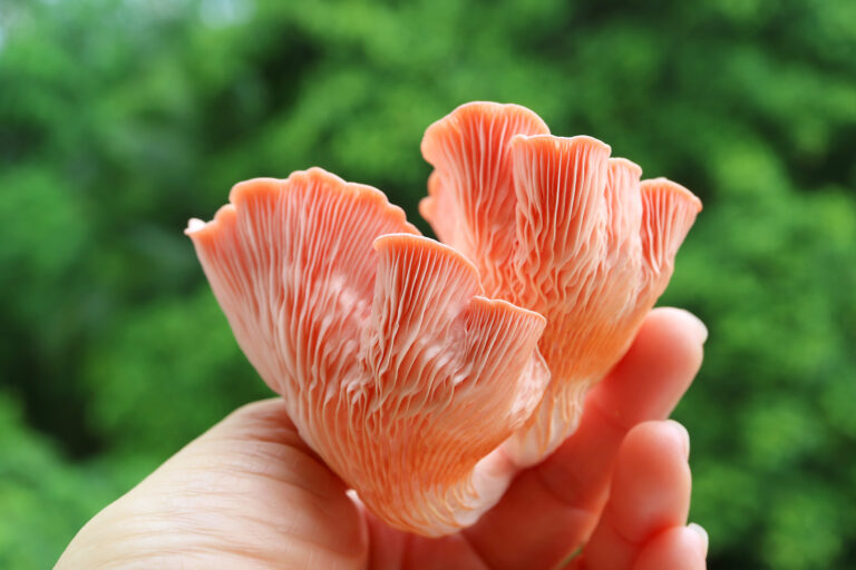 rosa ostronskivling