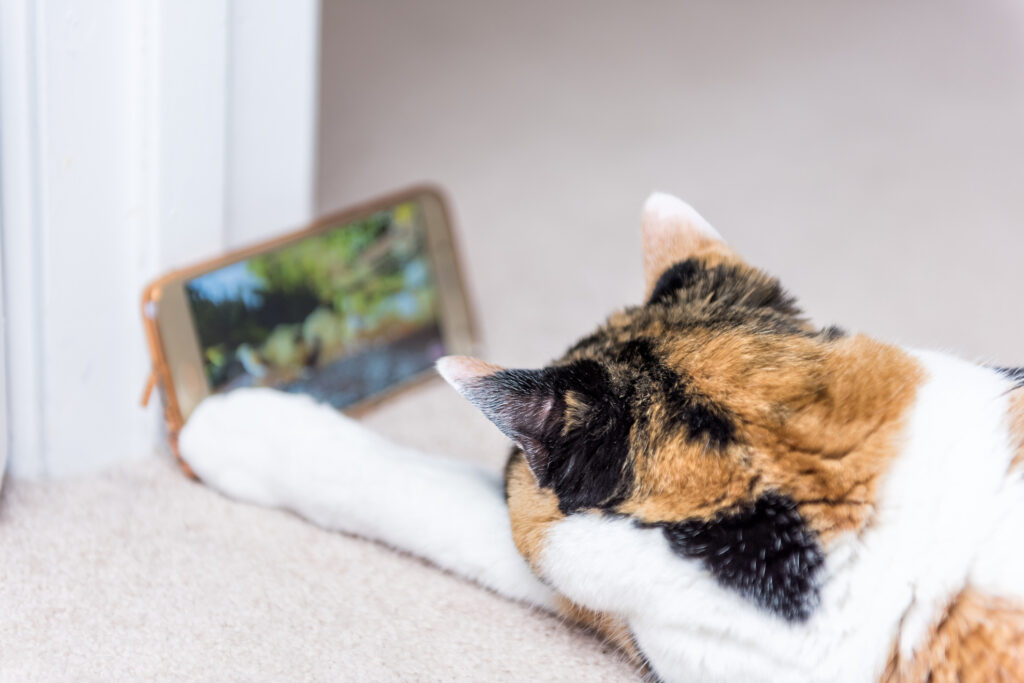 Närbild bakifrån på katt som kollar på en mobiltelefon