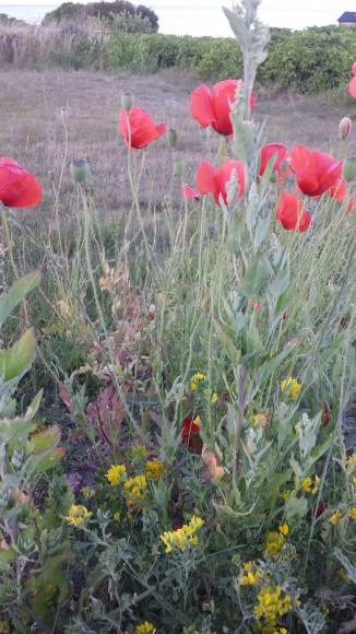 Vallmo och annan blomster på en vägren på Hallshuk Gotland