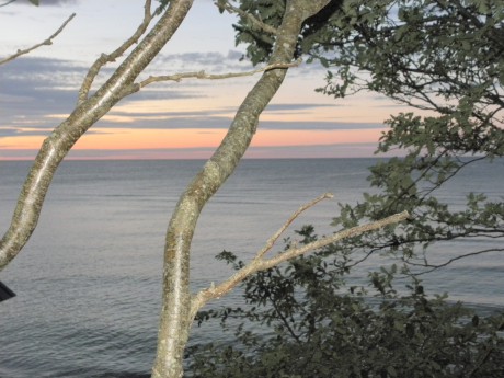 I förgrunden ett träd och utsikt över havet i solnedgång