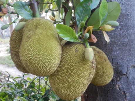 jackfruit-homestay